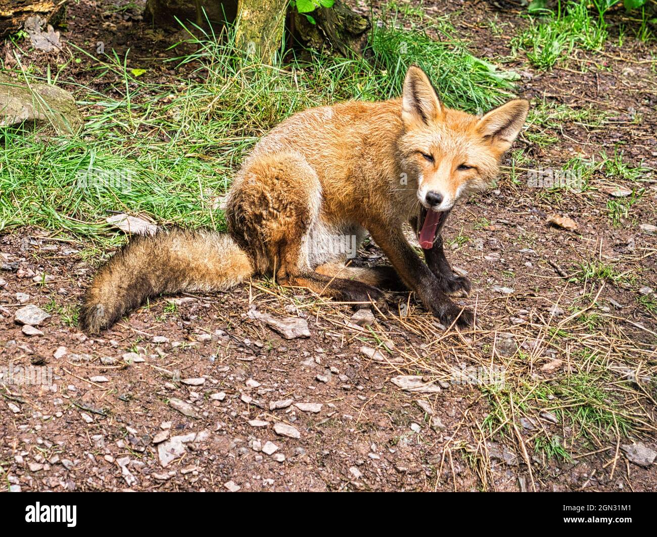 Fox in close-up with view to the viewer. The animal has no fear and looks interested Stock Photo