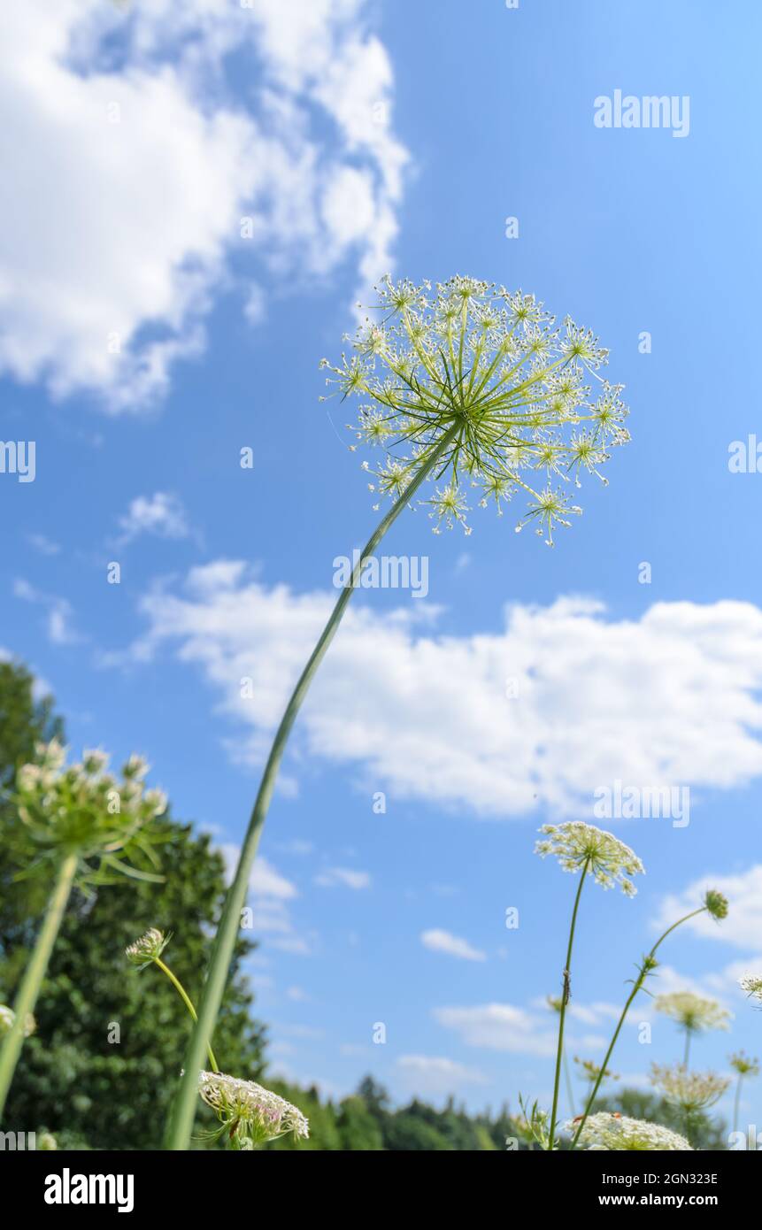 Daucus carota, known as wild carrot, bird's nest, bishop's lace or Queen Anne's lace plant in a meadow against blue sky in Germany, Europe Stock Photo