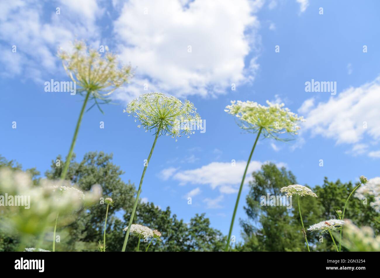 Daucus carota, known as wild carrot, bird's nest, bishop's lace or Queen Anne's lace plant in a meadow against blue sky in Germany, Europe Stock Photo