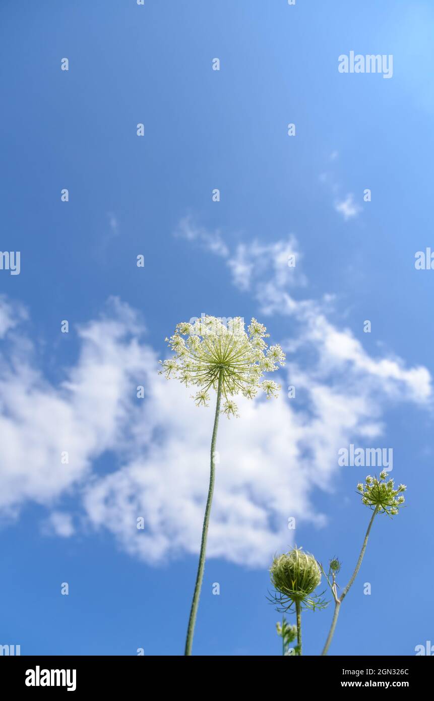 Daucus carota, known as wild carrot, bird's nest, bishop's lace or Queen Anne's lace plant in a meadow against blue sky in Germany, Europe Stock Photo