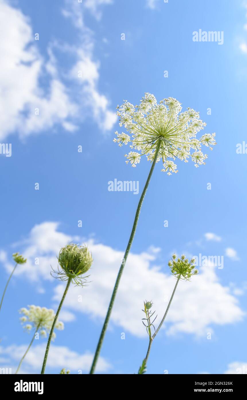 Daucus carota, known as wild carrot, bird's nest, bishop's lace or Queen Anne's lace plant in a meadow against blue sky in Germany, Europe Stock Photo