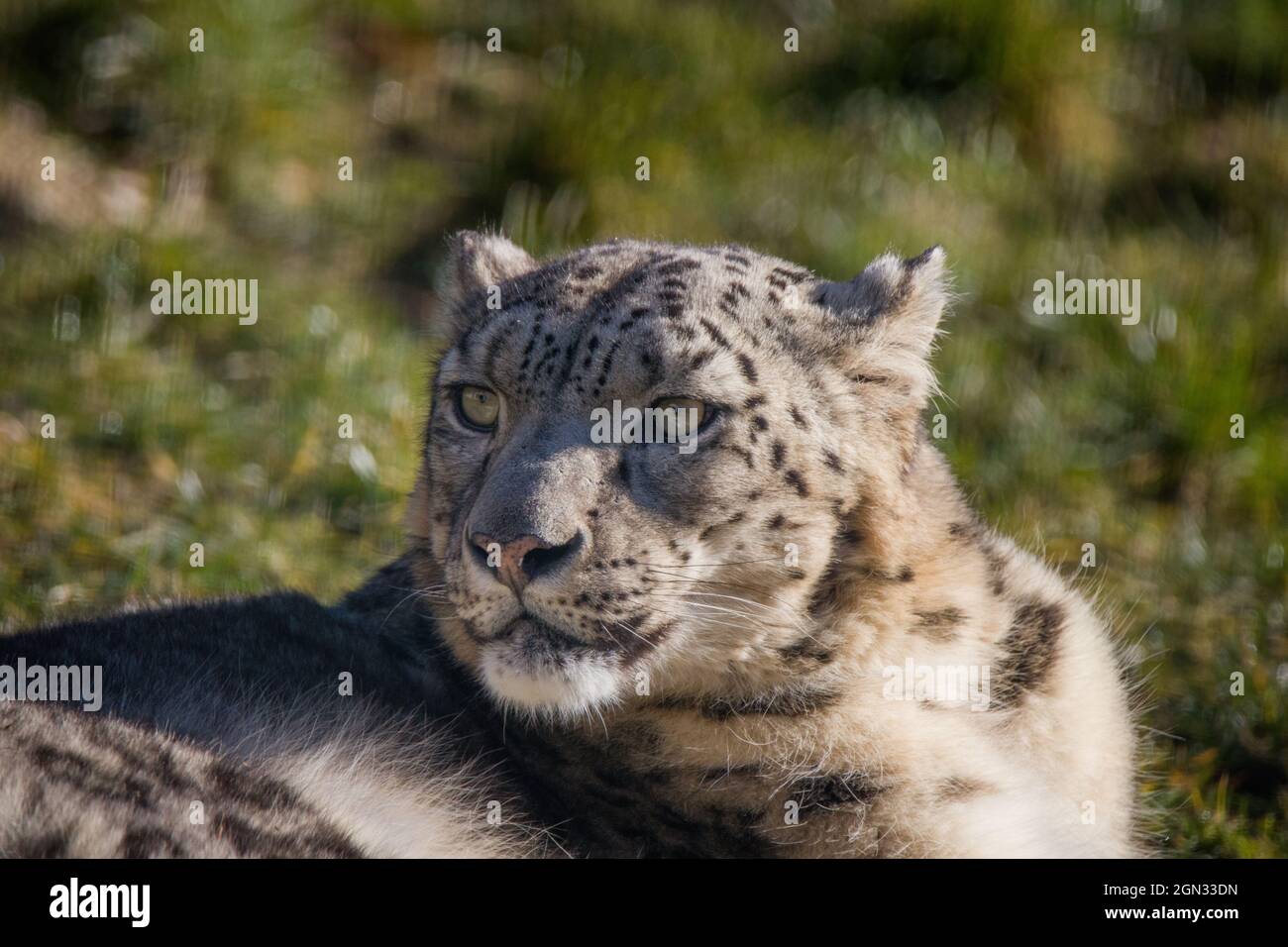 Close up of a snow leopard [Uncia uncia] Stock Photo