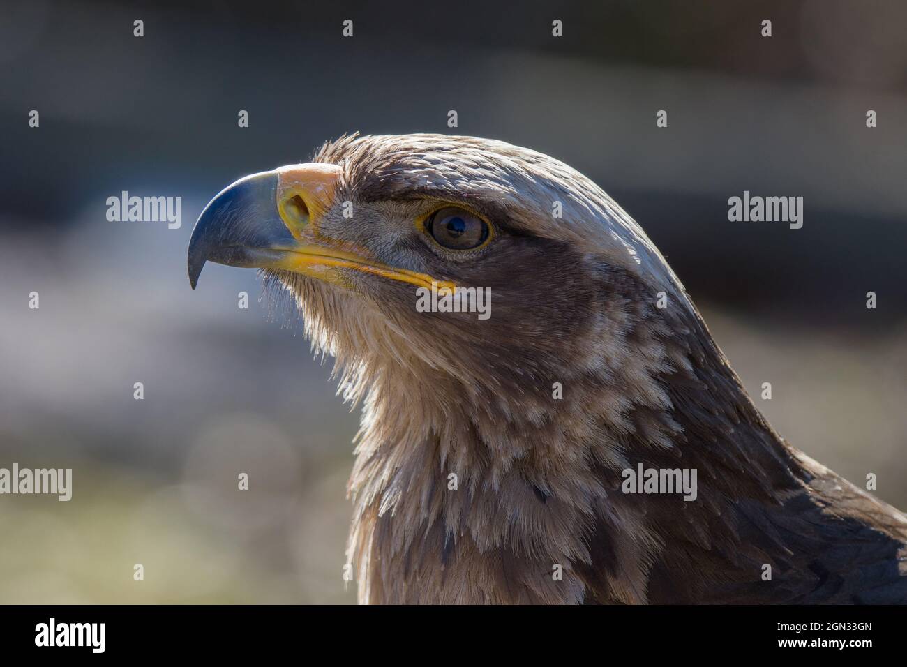 close up of a common buzzard Stock Photo