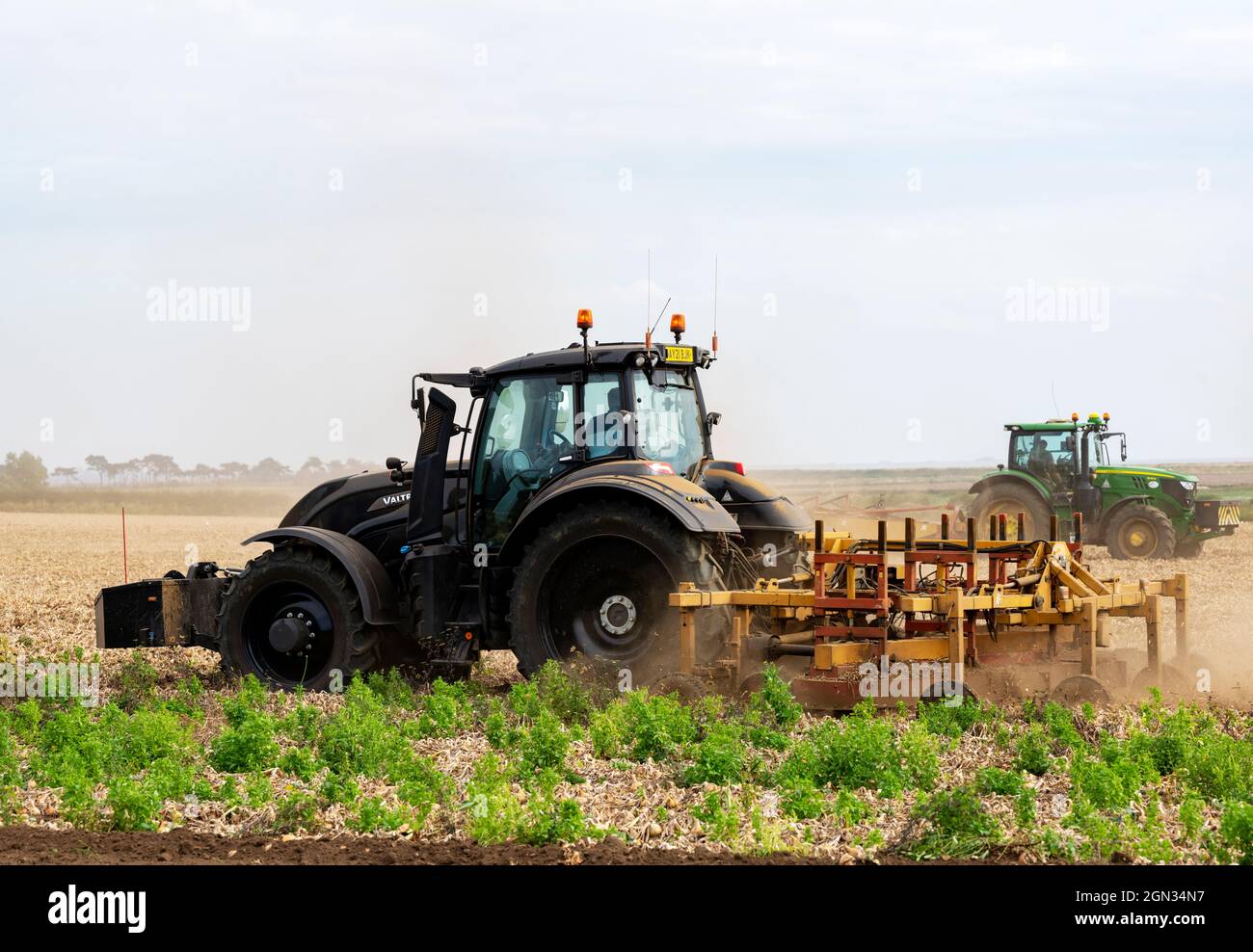 Onion harvest Bawdsey Suffolk UK Stock Photo Alamy