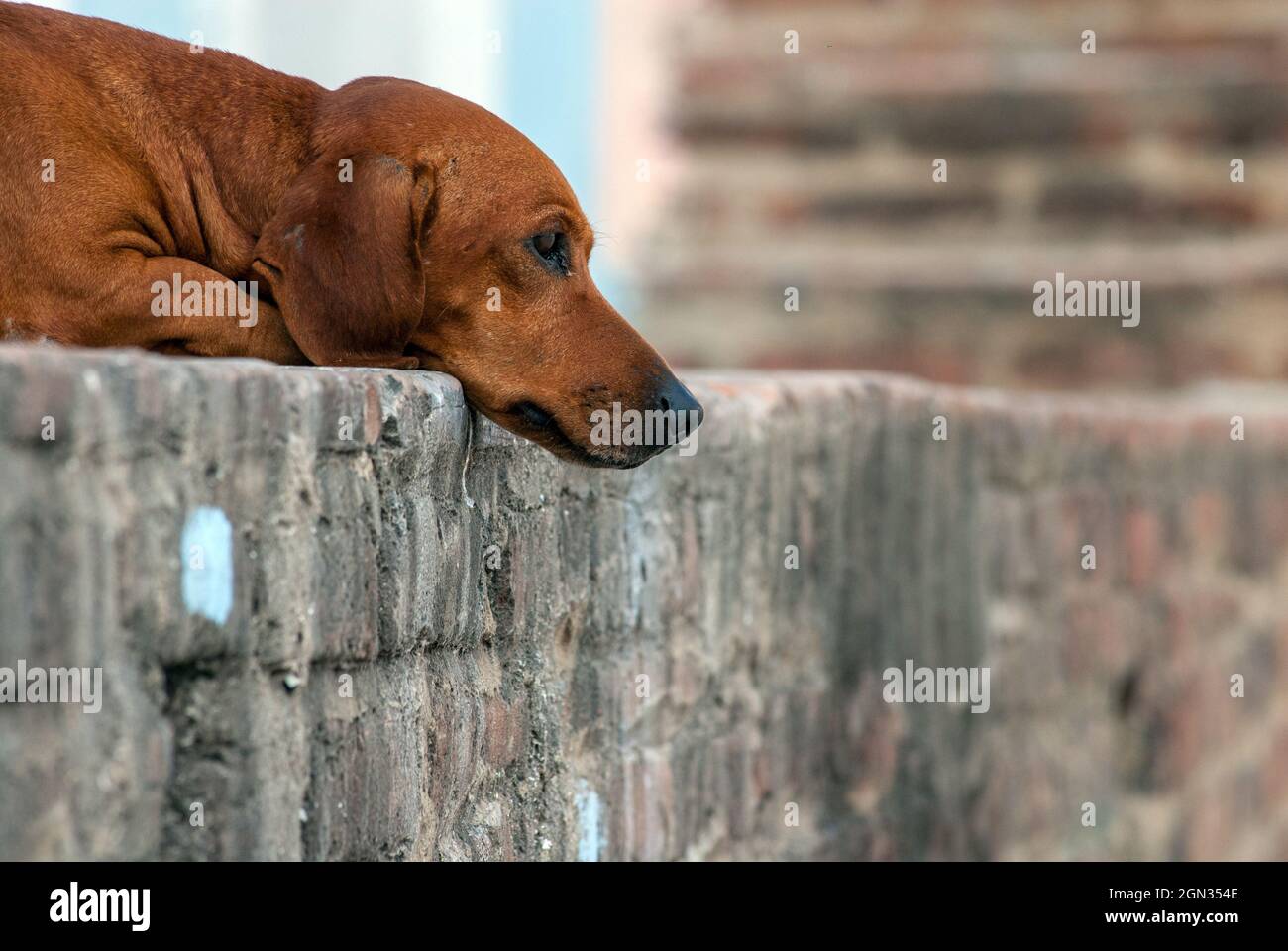 Thinking Dog, Havana, Cuba, uppies, brown, mammal, purebred, breed, domestic, appearance, head, small, think, thinking dog Stock Photo