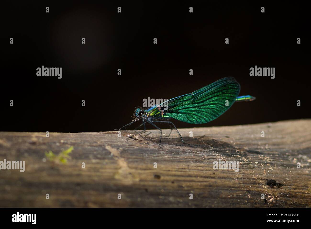 Close up of a banded demoiselle dragonfly [Calopteryx splendens] Stock Photo