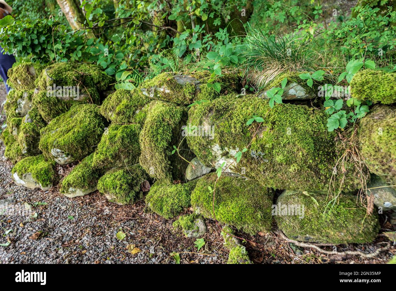 Moss covered stone wall in the lakes. Stock Photo