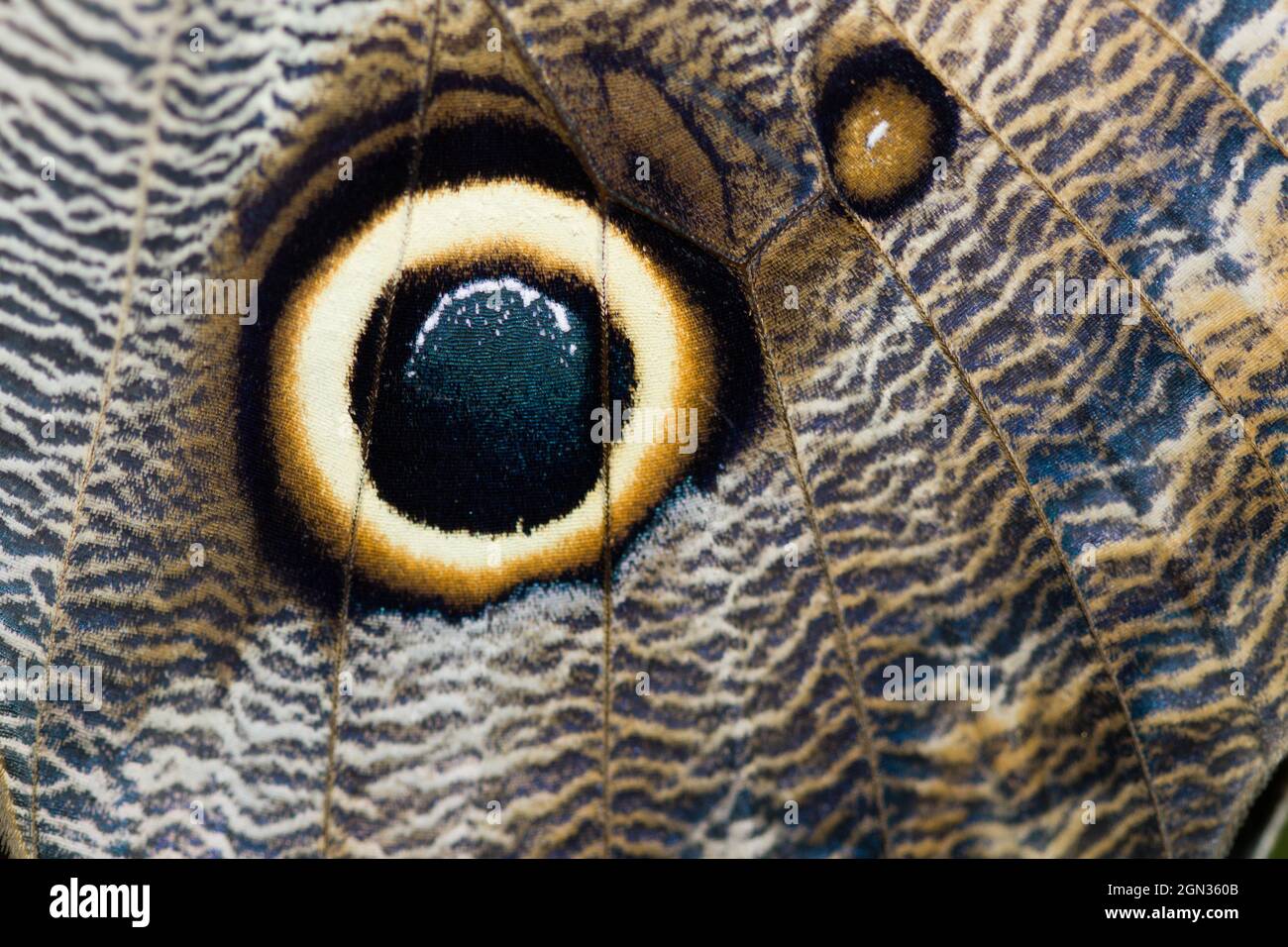 Butterfly Under Microscope