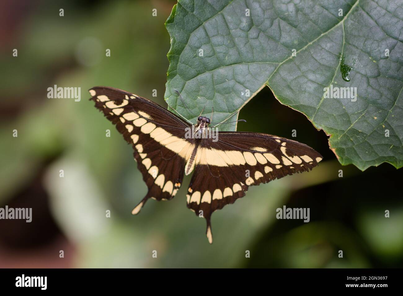 Close up of the king swallowtail butterfly Stock Photo - Alamy