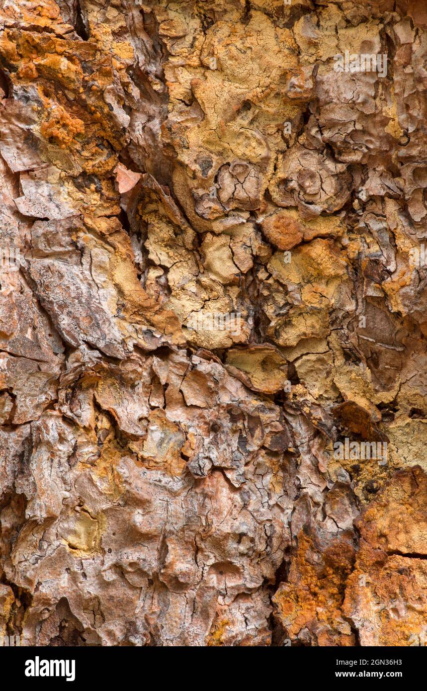Textures in the bark of a Turkish pine (Pinus brutia) Stock Photo