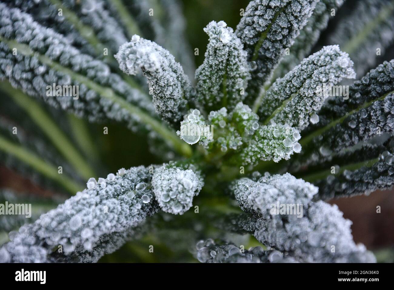 Selective focus shot of Nero di Toscana kale growing in winter frost Stock Photo