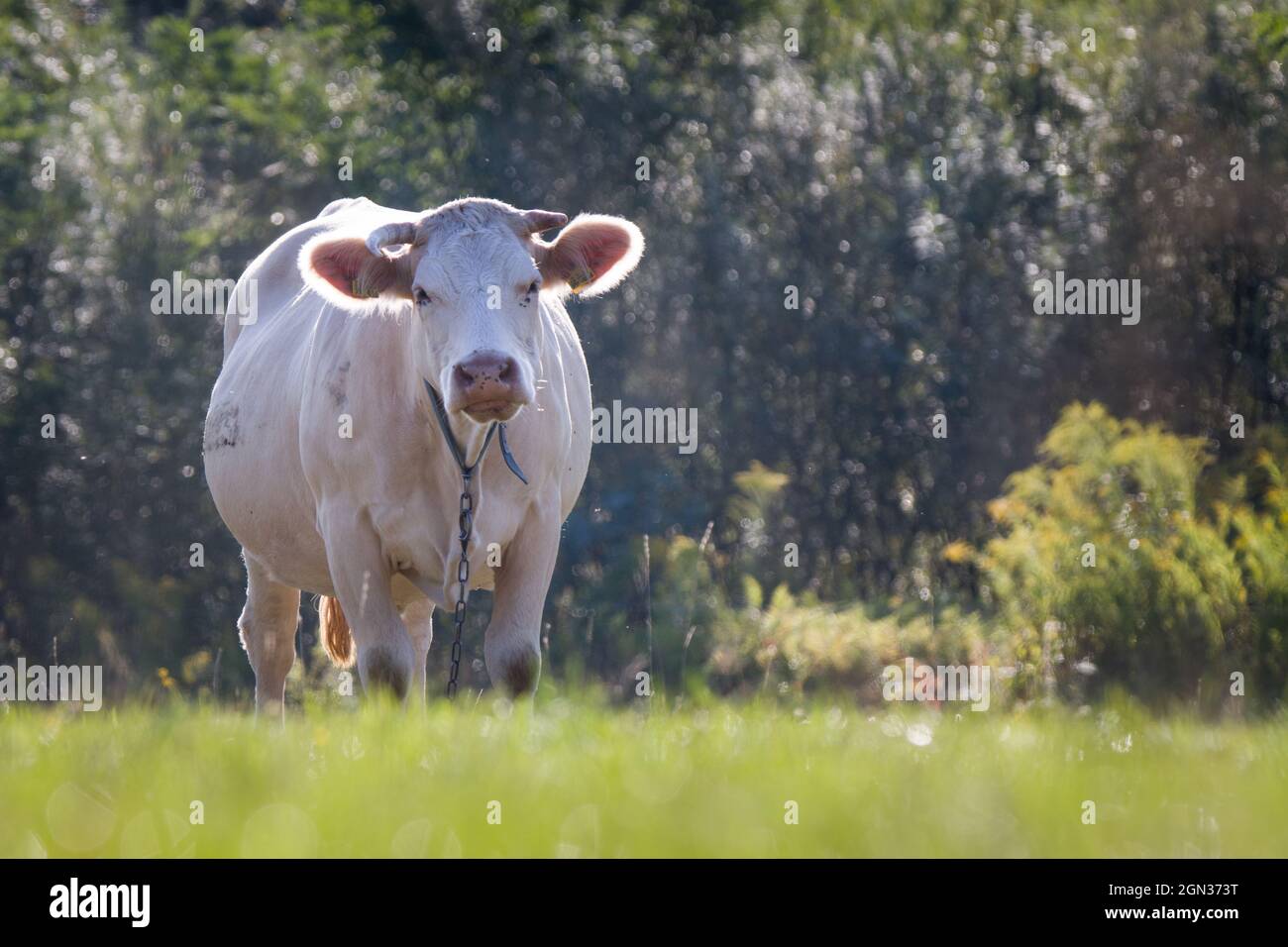 Close up of a cow hi-res stock photography and images - Alamy