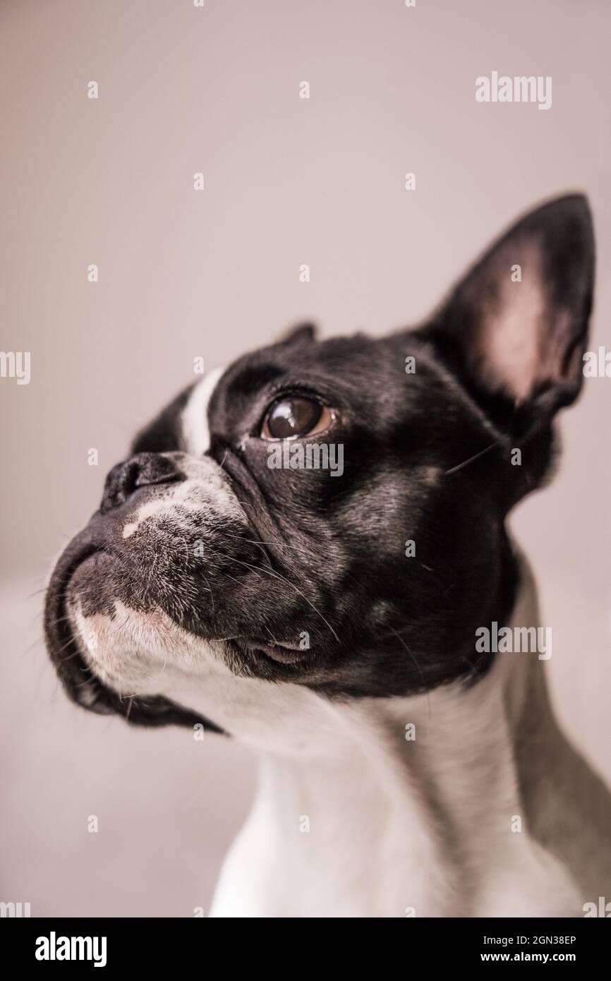 Small French Bulldog in profile with raised ears looking away on a pink ...