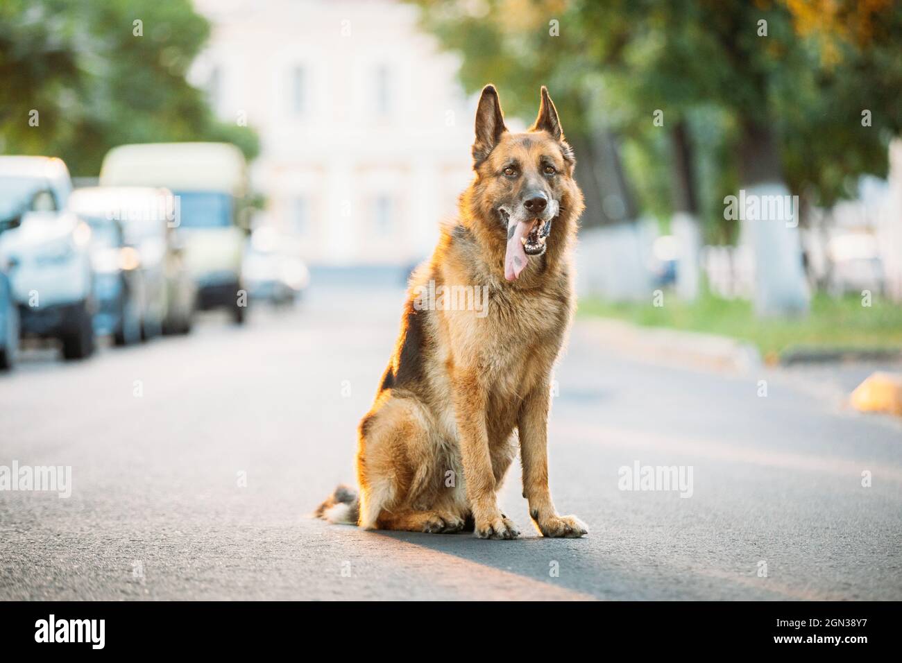Alsatian Wolf Dog Sitting On Road. Brown German Shepherd Dog Sitting On Road In Sunny Summer Day Stock Photo
