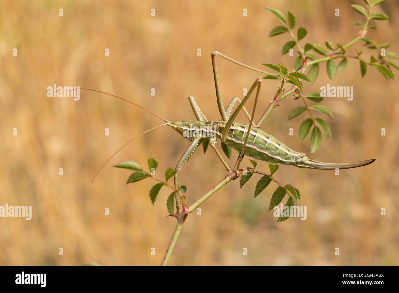 Close up of Common Predatory Bush-cricket (Saga pedo) Stock Photo