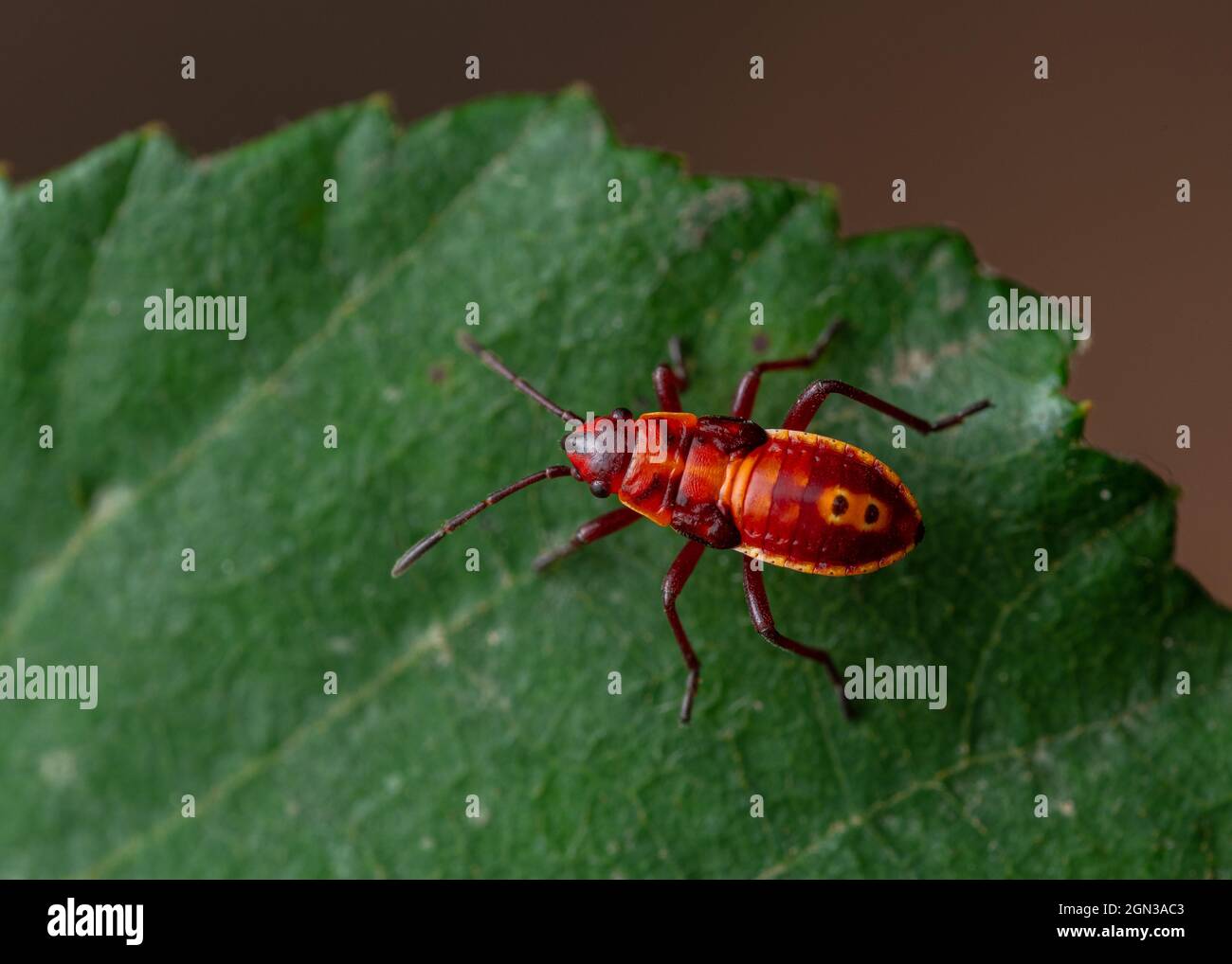Close up of Nymph the firebug (Pyrrhocoris apterus) on a green leaf Stock Photo