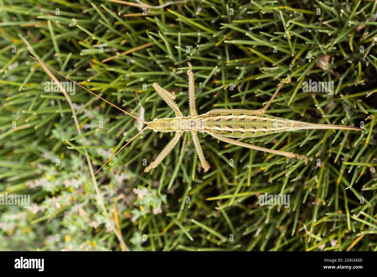 Close up of Common Predatory Bush-cricket (Saga pedo) Stock Photo