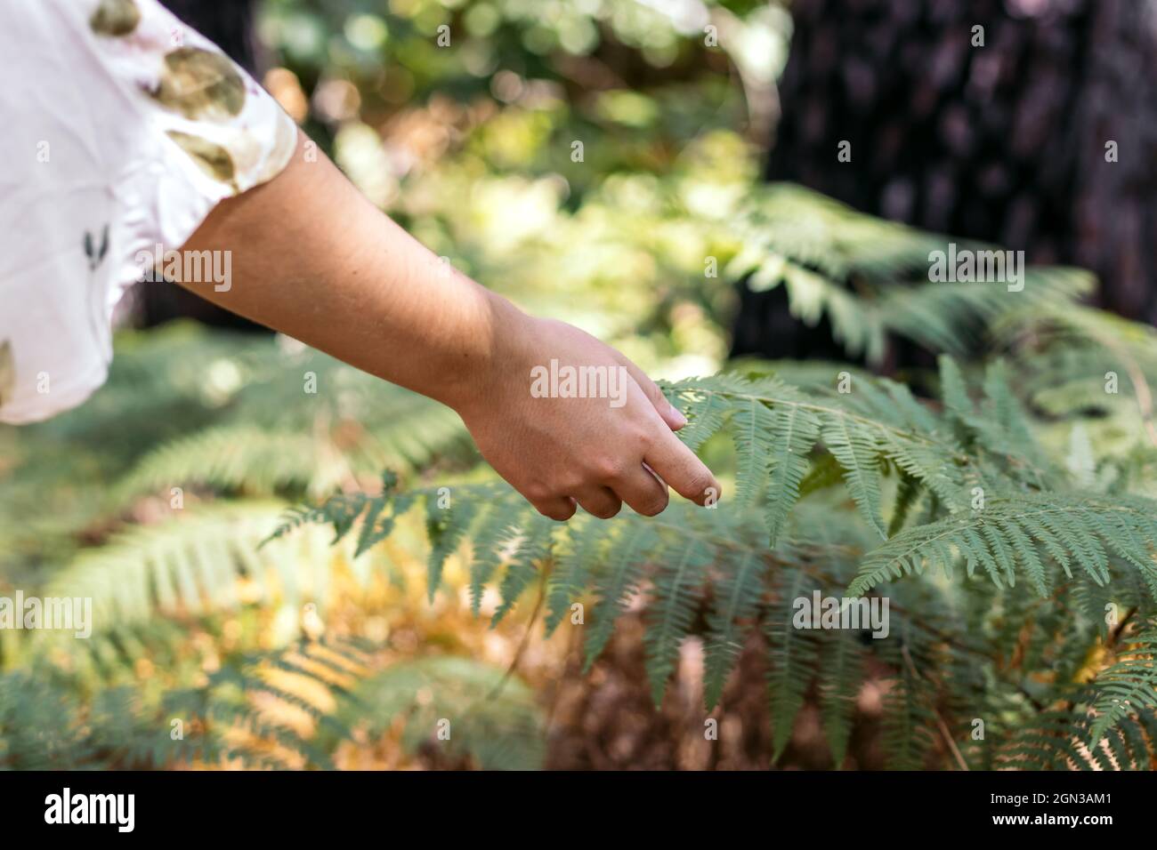 Side view of crop young female traveler touching fern plant while squatting in woods Stock Photo