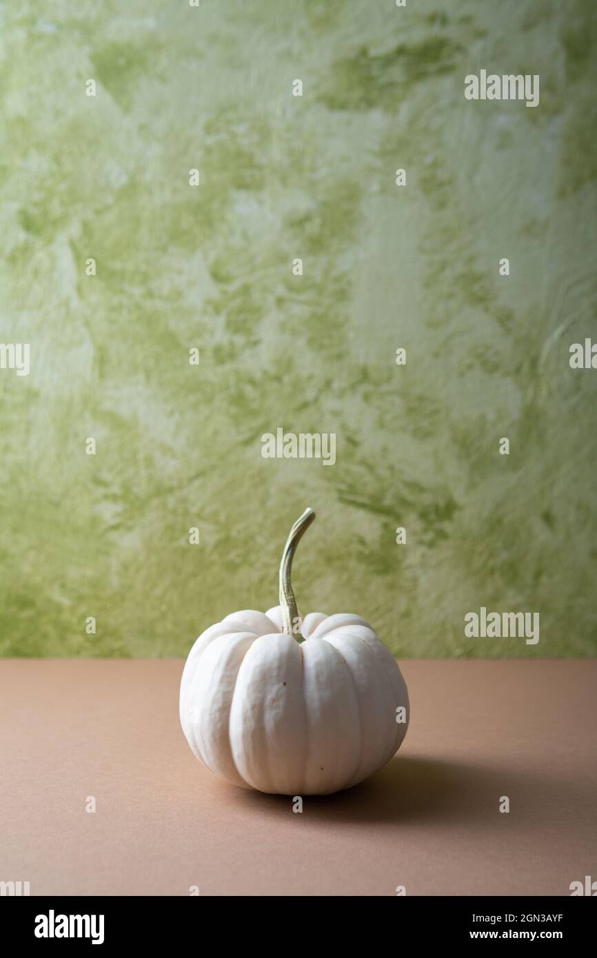 One decorative white pumpkin, autumn concept Stock Photo