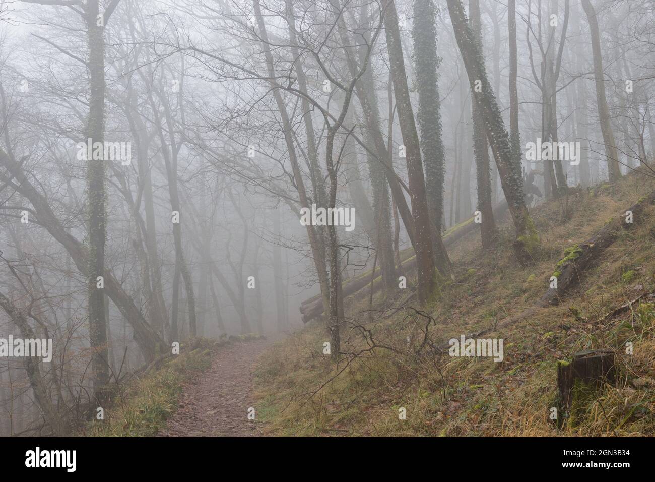 Forest in autumn with fog Stock Photo - Alamy