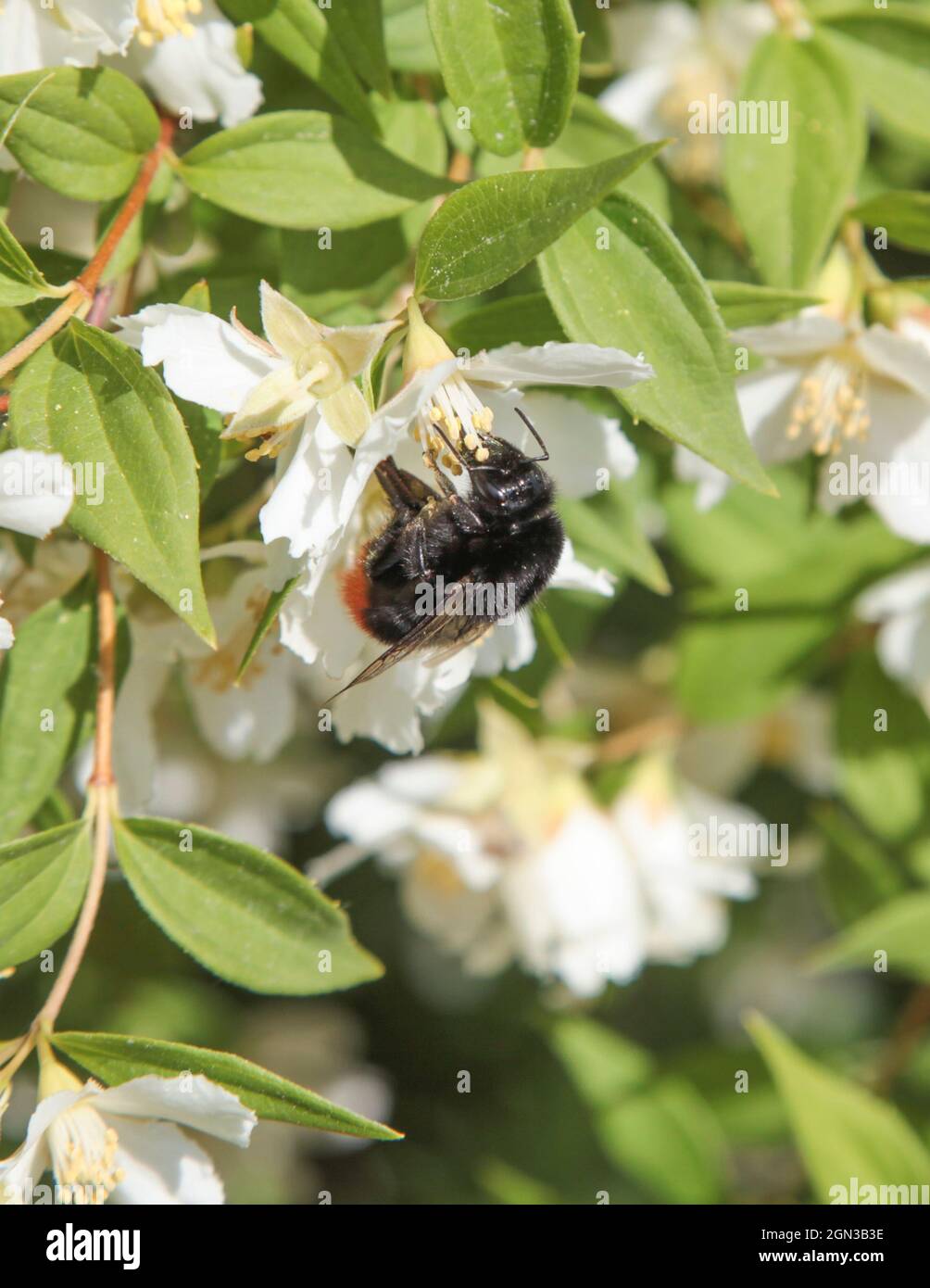BUMBLEBEE on a spring flower in garden searching for pollen or nectar Stock Photo