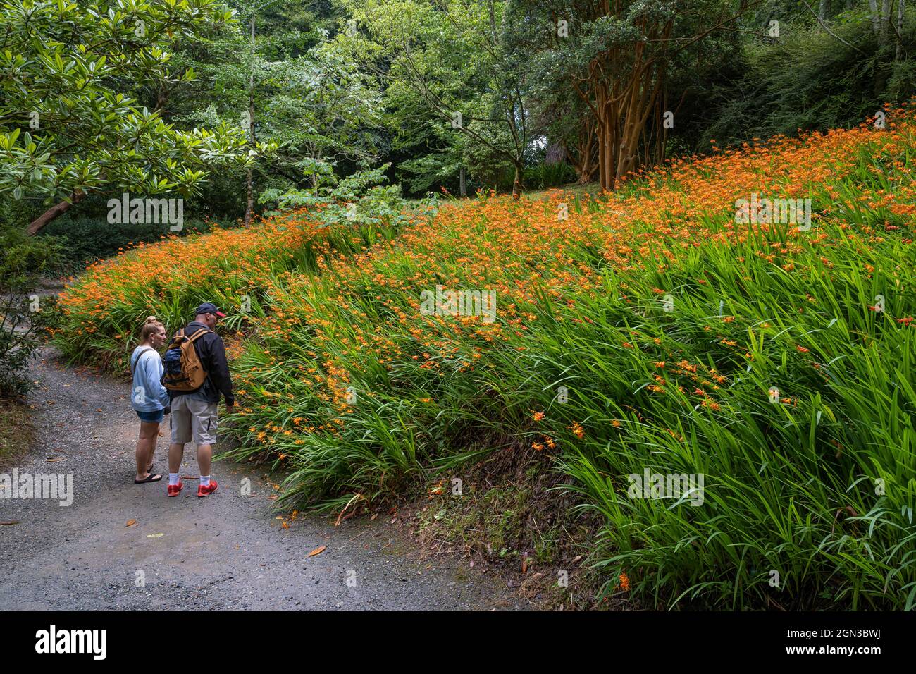 Tourists enjoying the spectacular sight of a colony of Crocosmia aurea Montbretia growing on a slope in the sub tropical Trebah Garden in Cornwall. Stock Photo