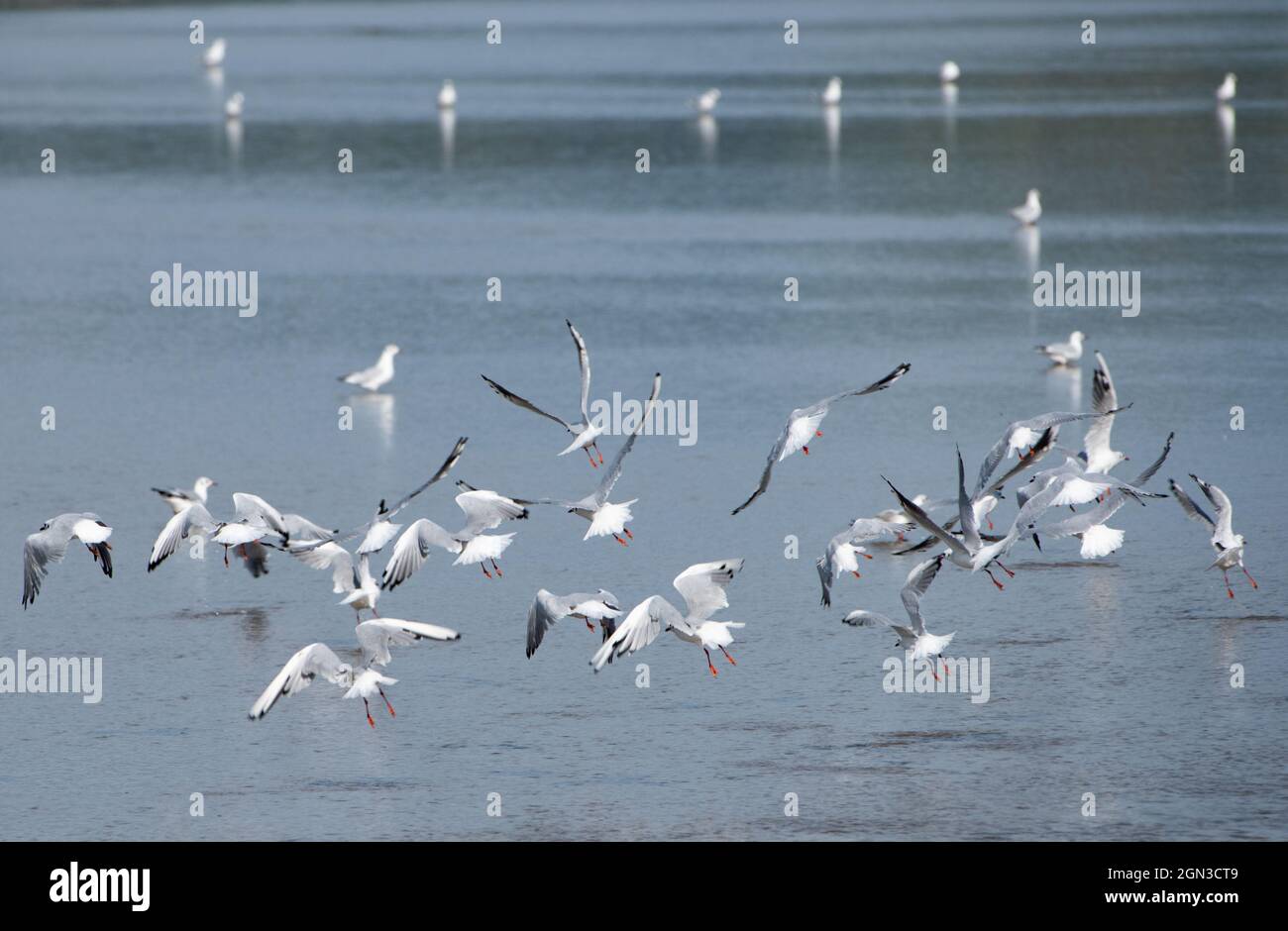 Black-headed gulls in winter plumage flying, Arnside, Milnthorpe, Cumbria, UK Stock Photo