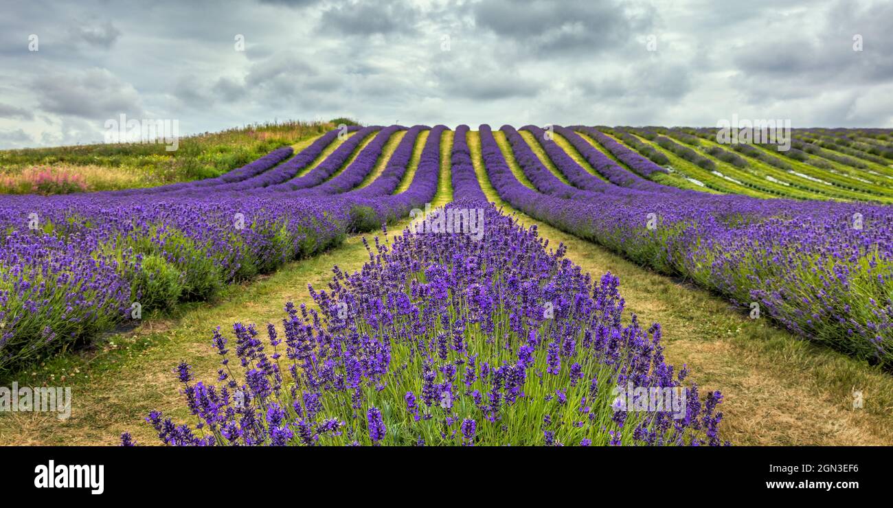 Rows of Folgate lavender at Scottish Lavender Oils on Tarhill Farm in Kinross, Scotland, shortly before harvesting. Stock Photo