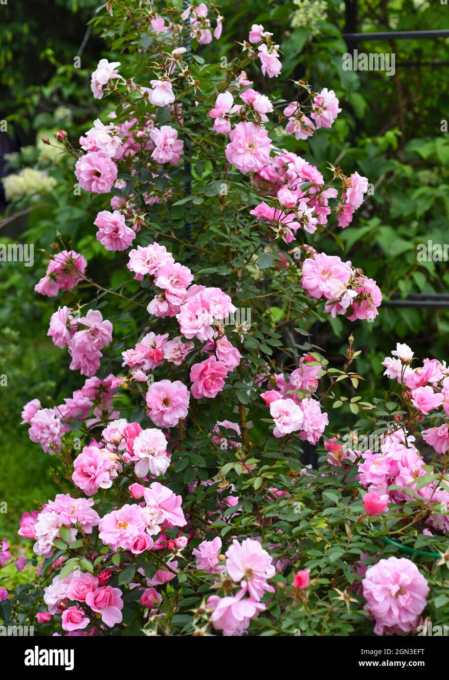 Rose Bella Weiss flowers growing in Far East of Russia Stock Photo