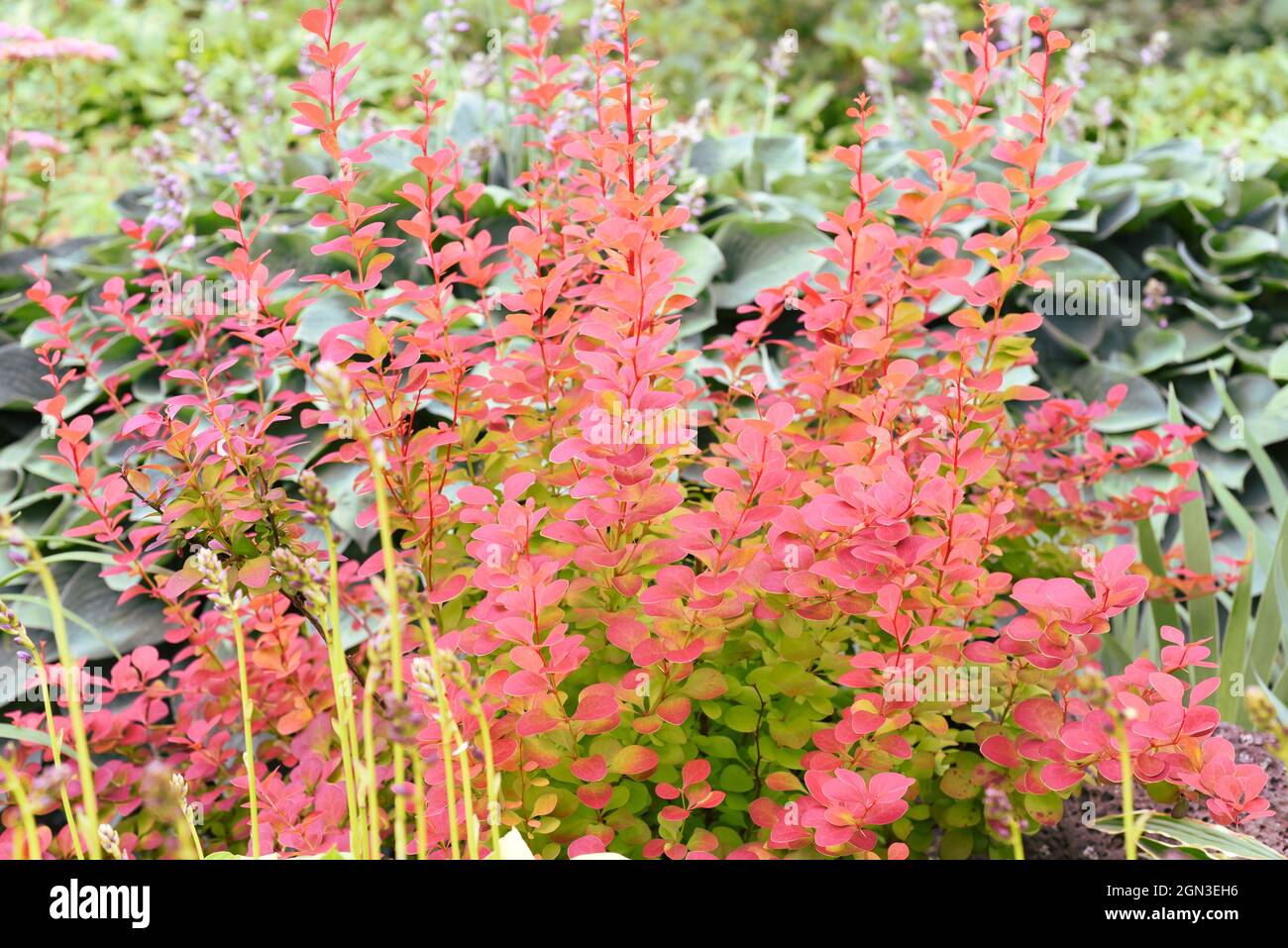 Berberis thunbergii, the Japanese barberry or red barberry Stock Photo