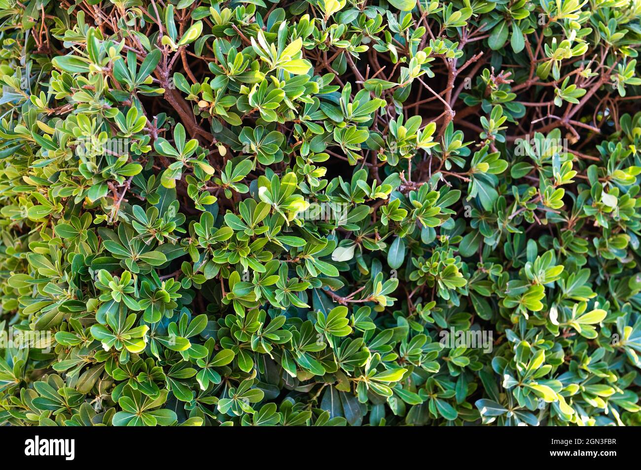 Green ivy. Concept background and texture. High quality photo Stock