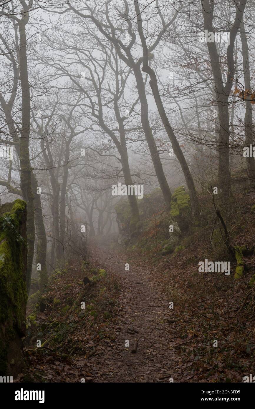 Forest in autumn with fog Stock Photo - Alamy