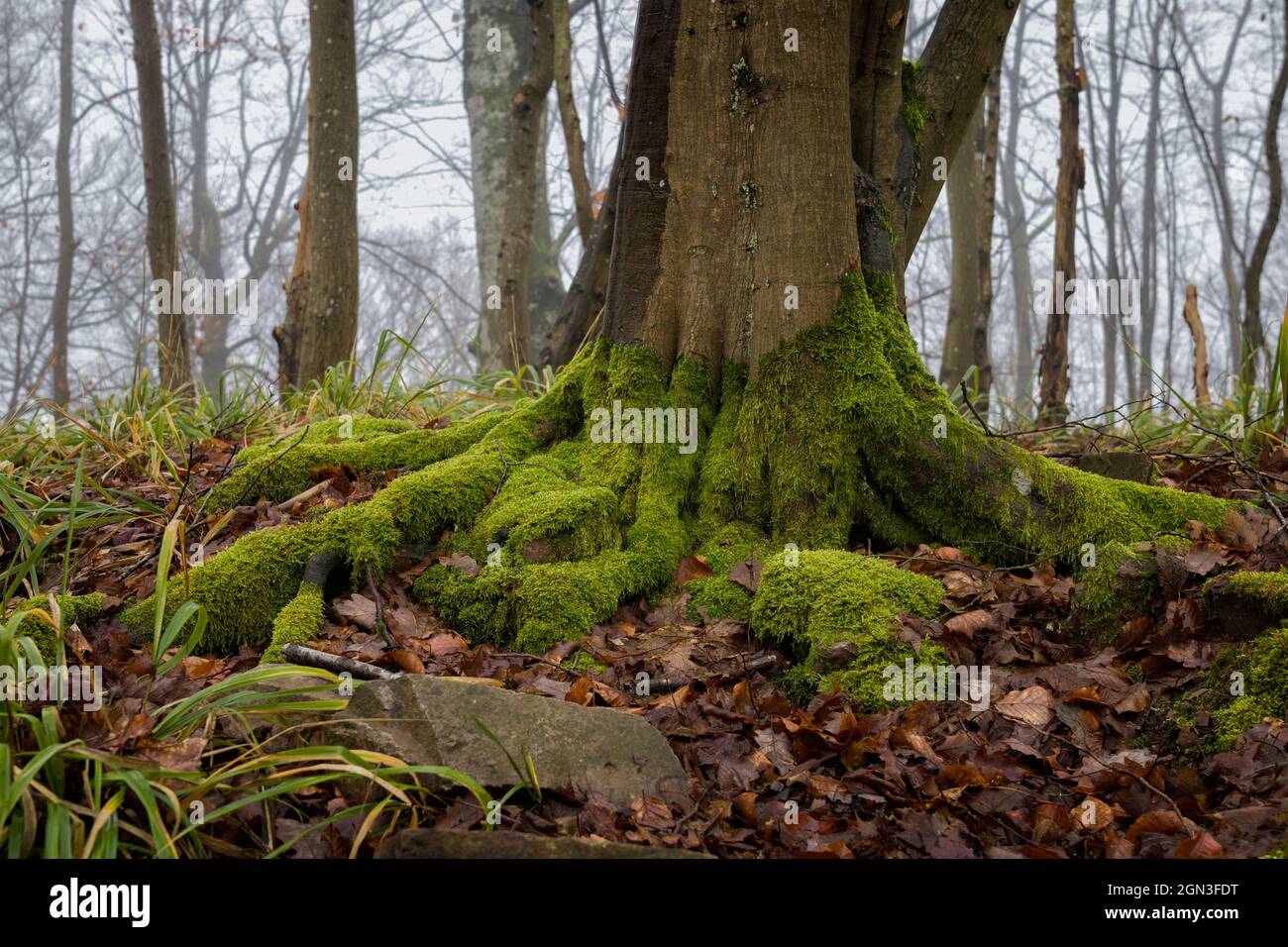 Forest in autumn with fog Stock Photo - Alamy