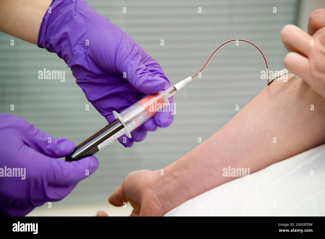 Taking blood sample for medical research - needle is inserted into vein with a tourniquet around the upper arm to make the vein prominent.  The blood Stock Photo