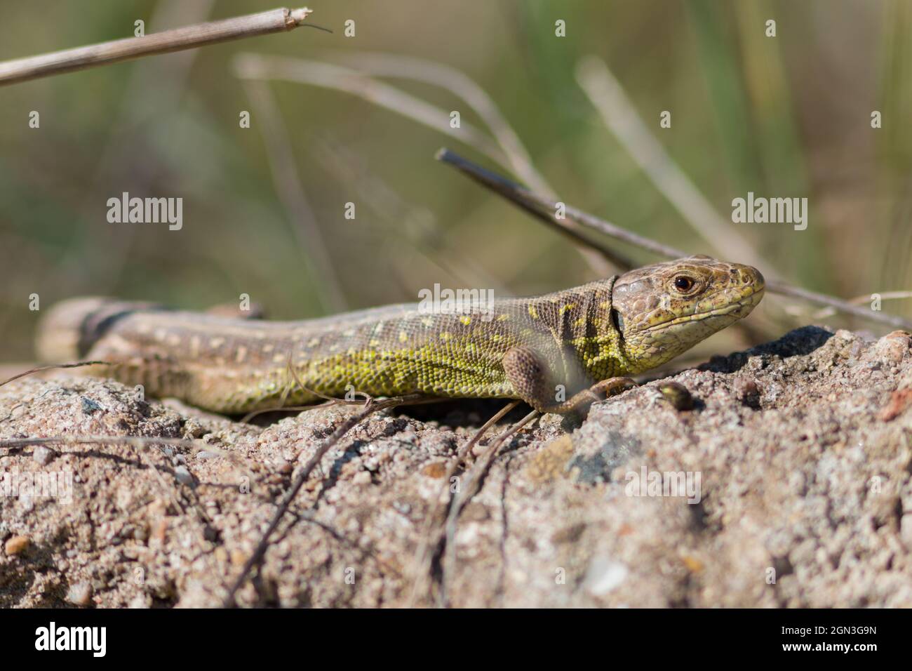 Close up of a sand lizard [Lacerta agilis] Stock Photo - Alamy