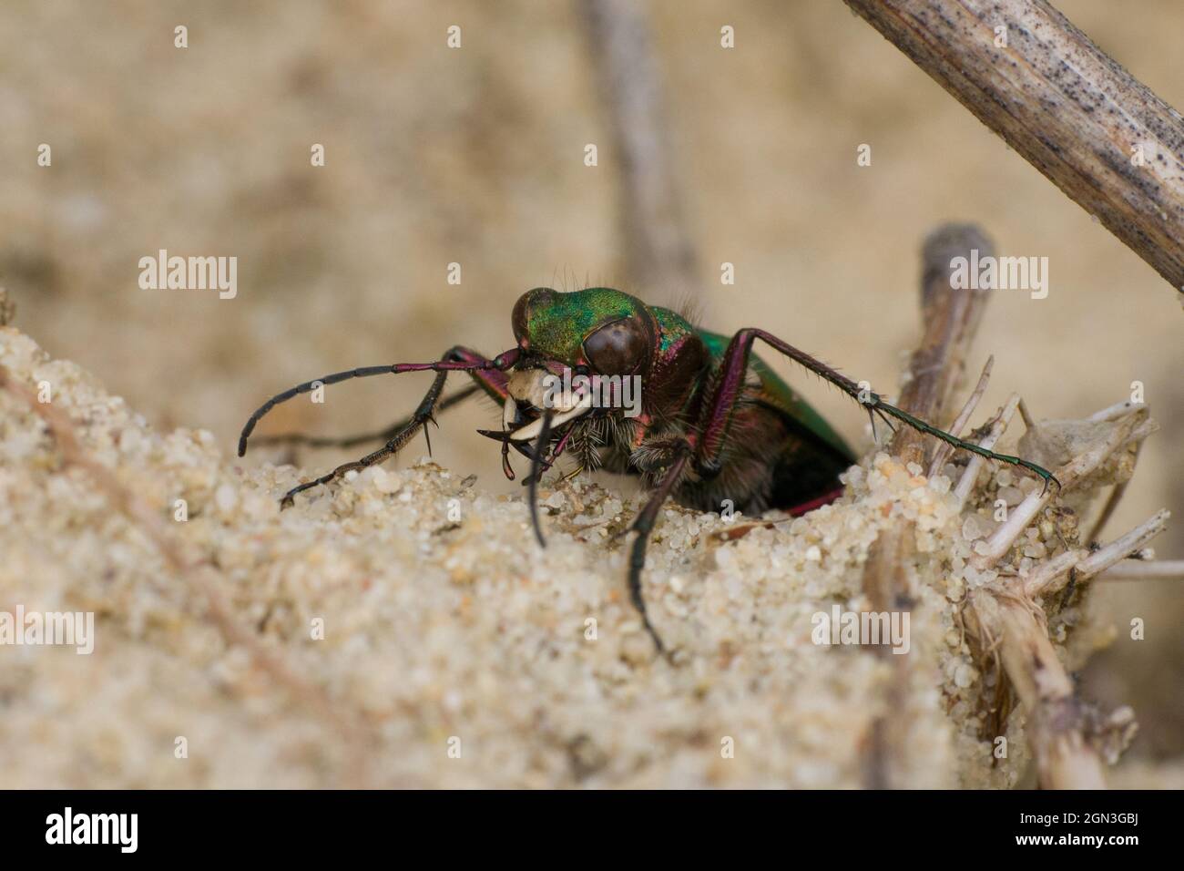 Close up of a northern dune tiger beetle [Cicindela hybrida] Stock Photo