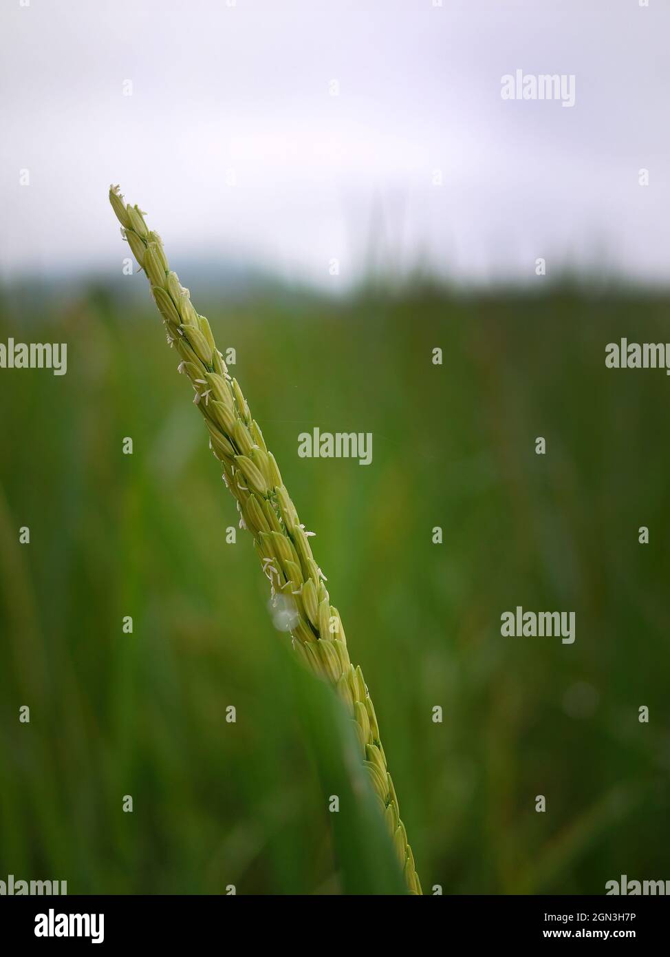 close up green color of Young Rice ear Ears-of-rice in the rice field Thailand Stock Photo