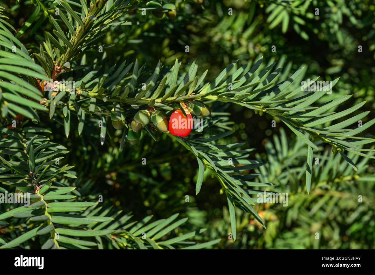 European yew hires stock photography and images Alamy