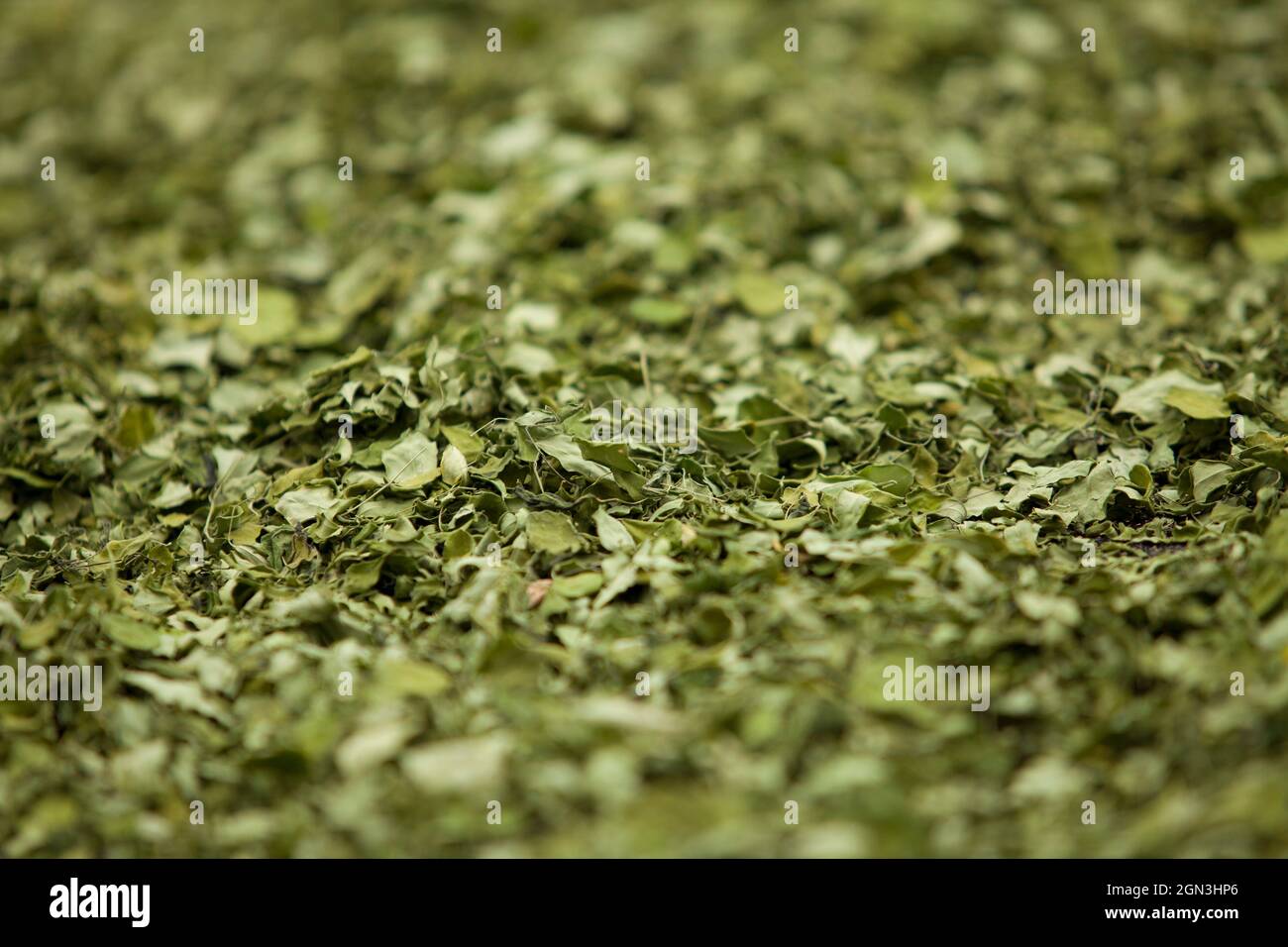 Close up moringa leafs dried up macro, trees, farm, nutrition, diet Stock Photo