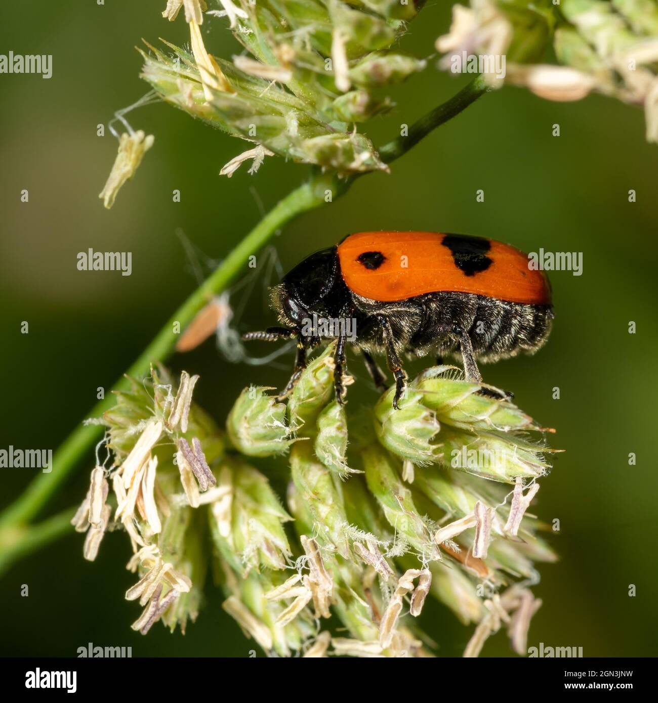 Side view of a small red bacon beetle on flower against a blurred green background Stock Photo