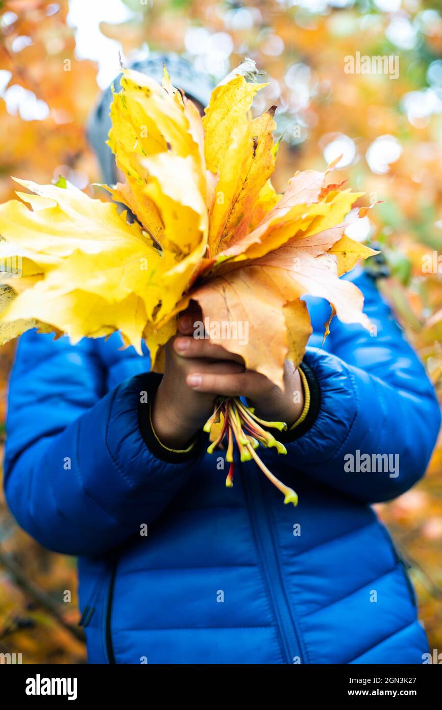 Boys's hands are holding a large bouquet of yellow maple leaves  Stock Photo