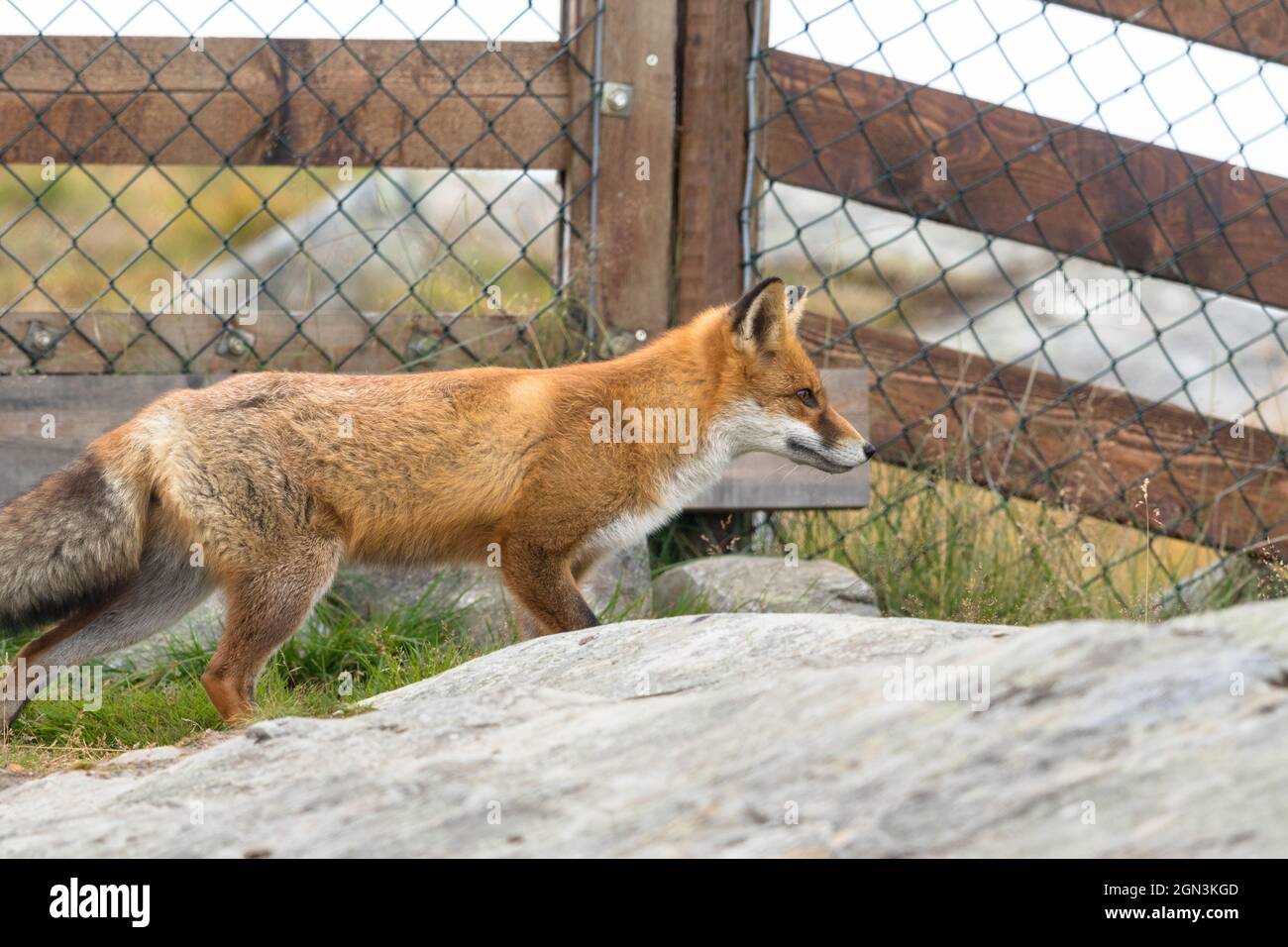 Red Fox in front of mesh fence Stock Photo Alamy