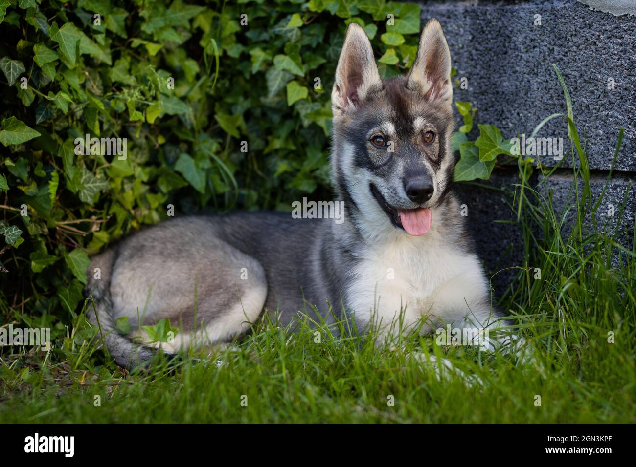 Portrait of a young Husky Shepherd mix dog Stock Photo - Alamy