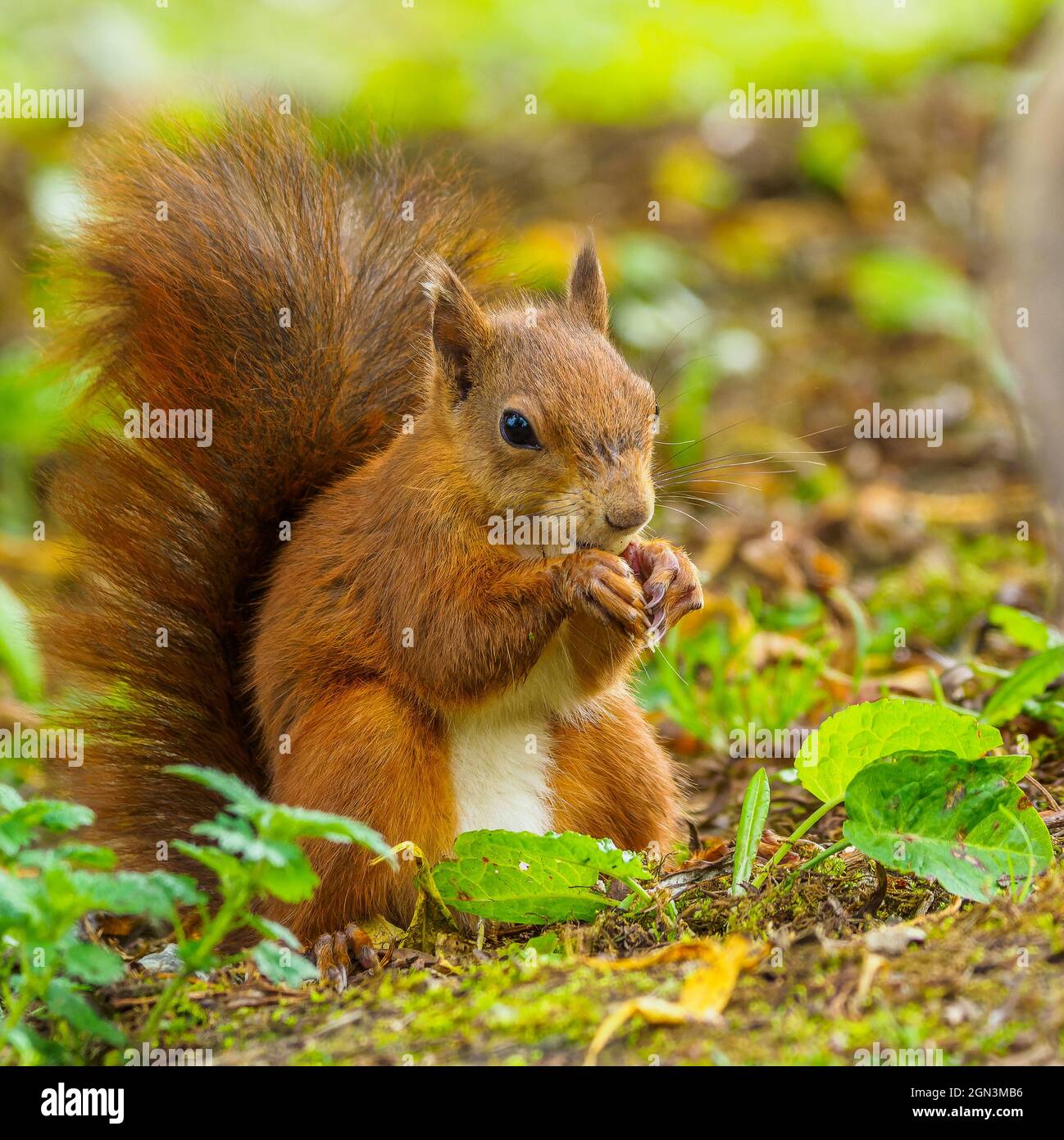 A beautiful young male red squirrel feeding on a hazelnut, low angle