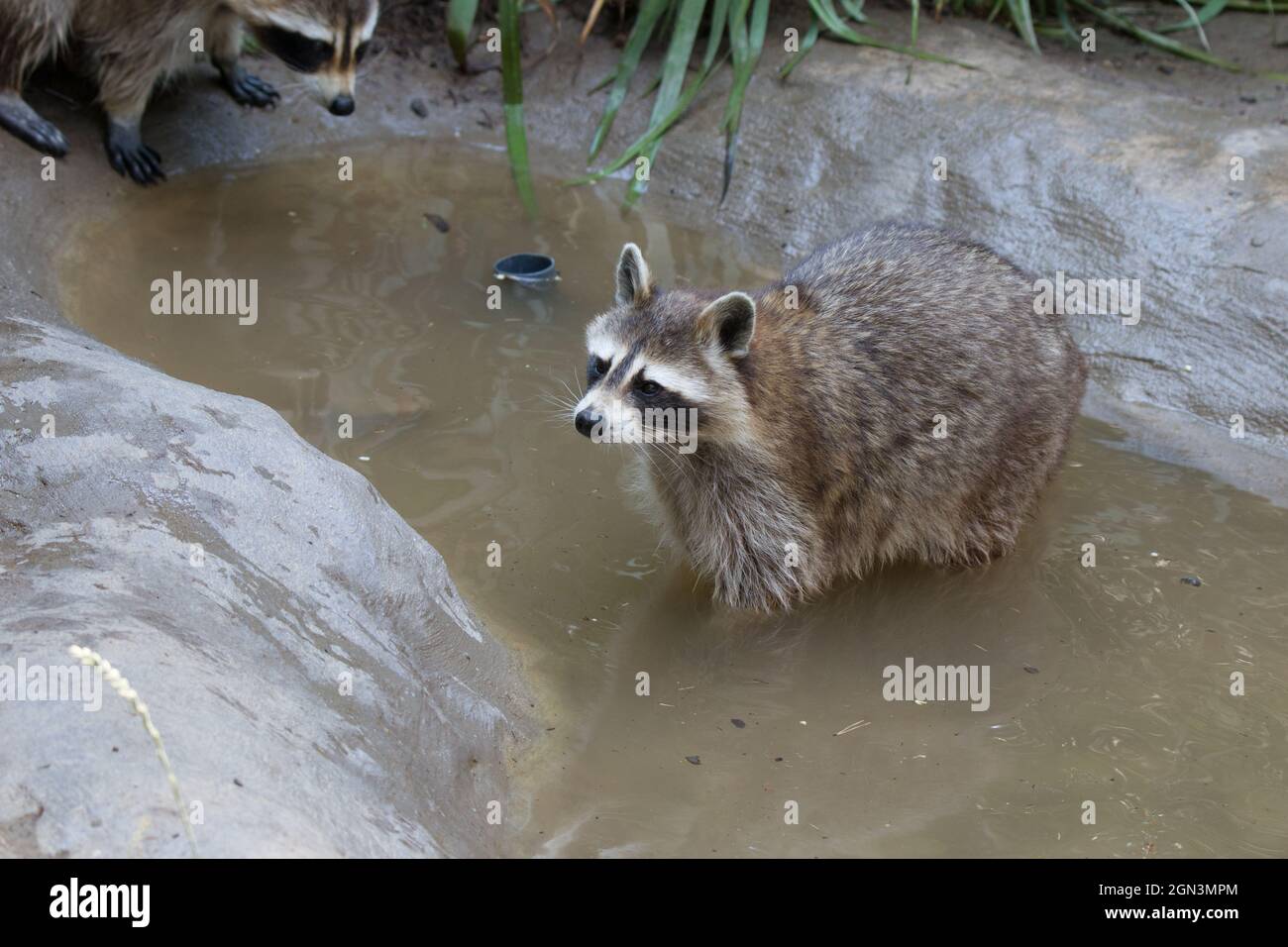 raccoon [Procyon lotor] Stock Photo