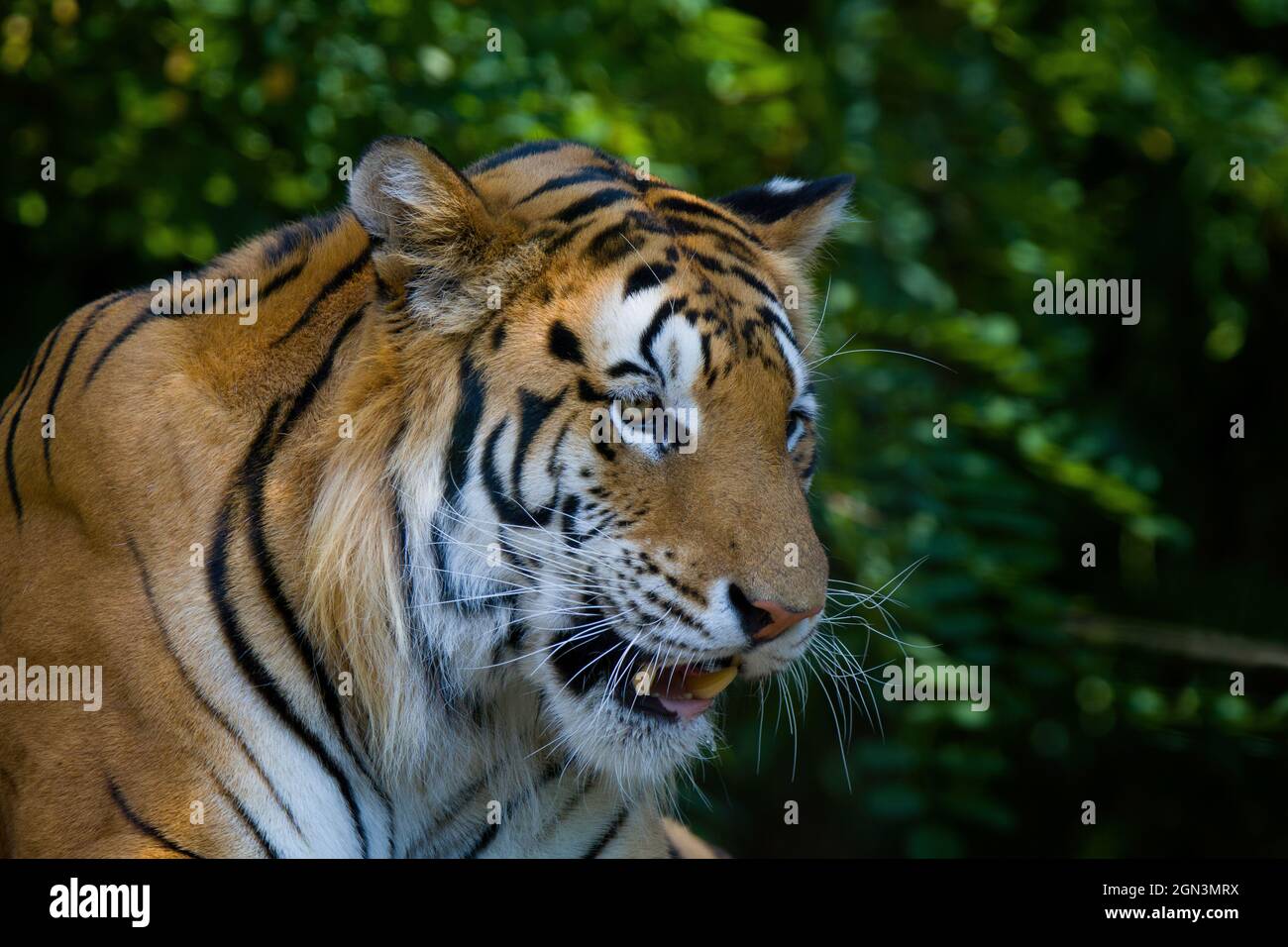 Close up of a tiger Stock Photo