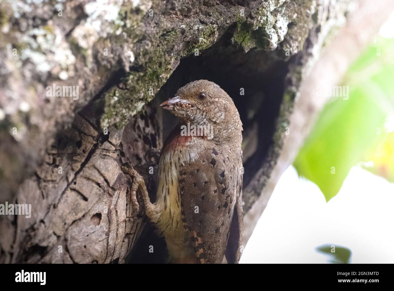 Rufous-Necked Wryneck, clinging onto a tree out side nest with lots of bugs and ants in it mouth ready to feed its babies. Photographed in Kenya Stock Photo