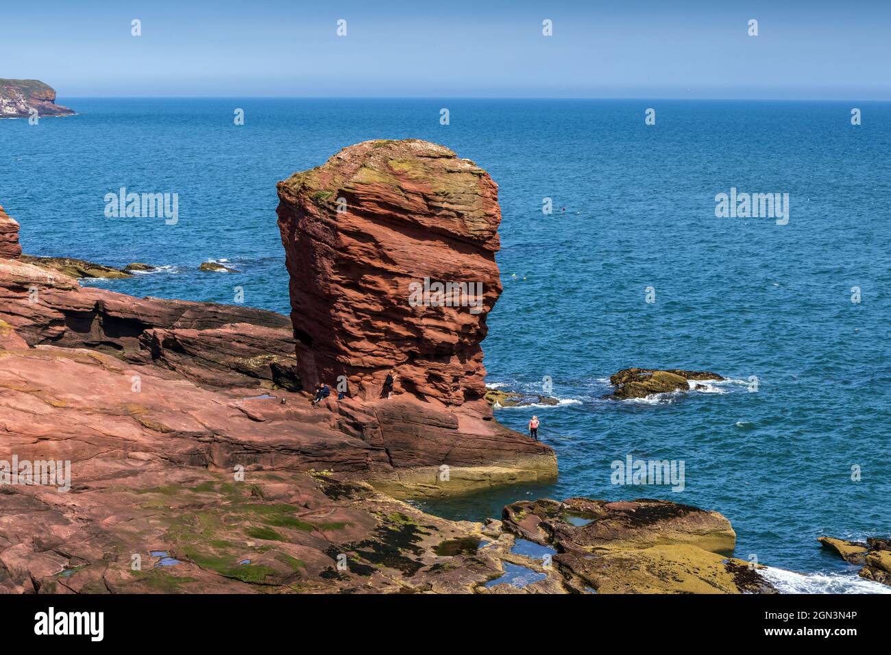 Deil's Heid (Devil's Head), a red sandstone sea-stack and a distinctive feature of the cliffs to the north of Arbroath on the east coast of Scotland. Stock Photo