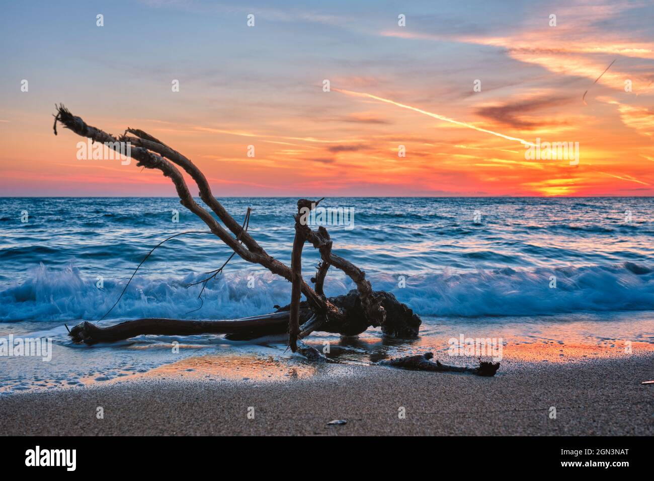 ld wood trunk snag in water at beach on beautiful sunset Stock Photo