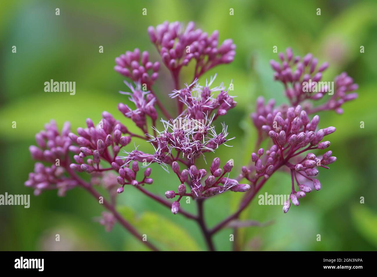 rense George Hanbury flov Closeup on Purple Joe-Pye weed or Kidney-root, Eupatorium purpureum Stock  Photo - Alamy